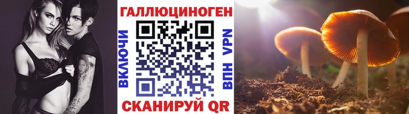 Галлюциногенные грибы Psilocybine cubensis  Каменск-Шахтинский 